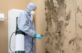 Reliable Martinsville, NJ Mold Removal Services Solutions